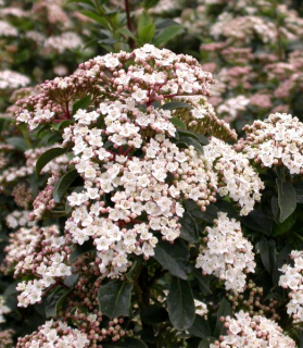 Viburnum tinus 'Eve Price' 50cm kmienok